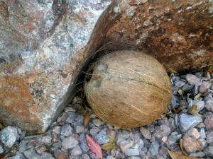 coconut picture